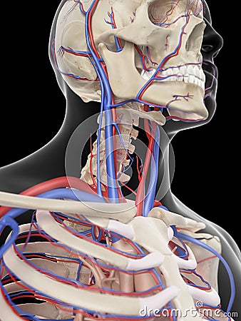 The veins and arteries of the head Cartoon Illustration