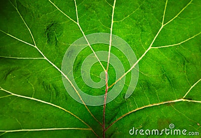 Veins of the big green leaf background Stock Photo