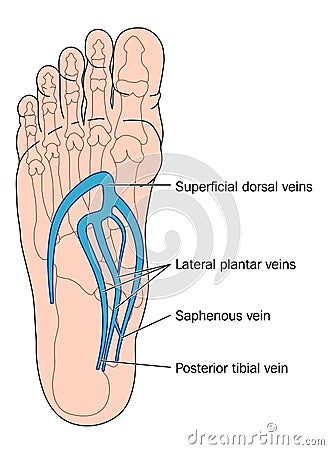 Veins of the foot Vector Illustration