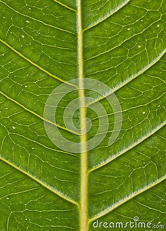 Veins of a green leaf showing angles Stock Photo