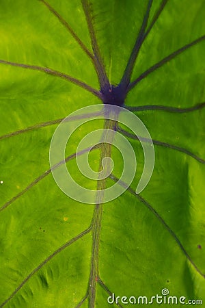 Veins of a green leaf showing details. Stock Photo