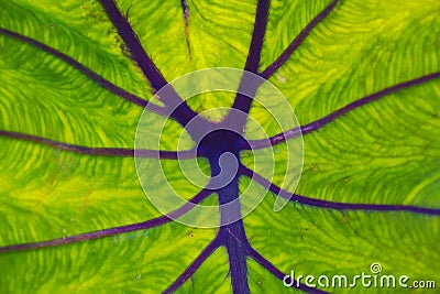 Veins of a green leaf showing details. Stock Photo
