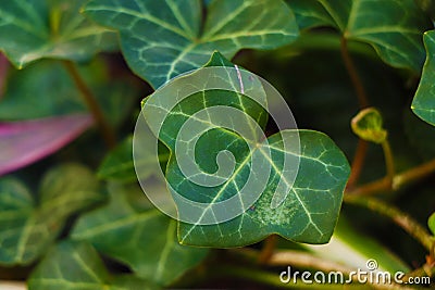 Veins of a green leaf showing details. Stock Photo