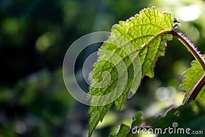 Leaf with sunlight in the forest Stock Photo