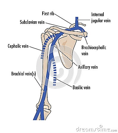 Veins of the upper arm Vector Illustration