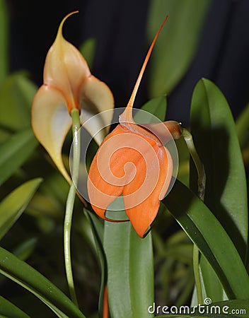 Veitch's Masdevallia Orchid Stock Photo