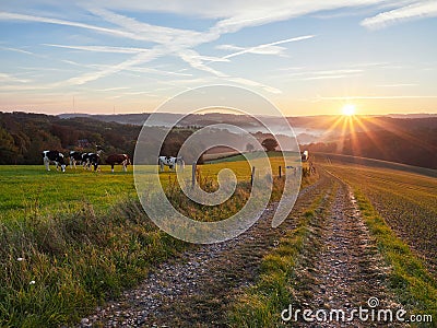 Velbert, Germany. Autumn sunrise in the Bergisches Land region. Grazing cows in the meadow in the morning. Stock Photo