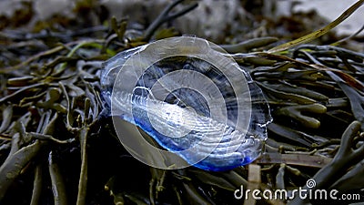 Velella Velella Blue Sail Stock Photo