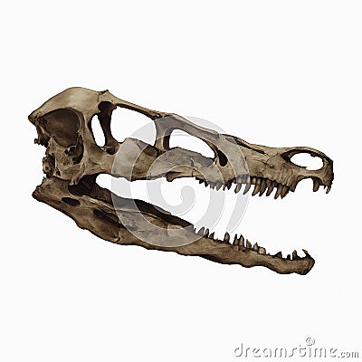 Velociraptor Skull Dinosaur Fossil Isolated, Transparent Background Stock Photo