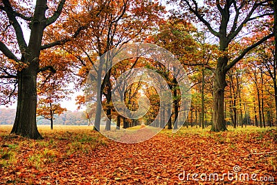 Veluwe in autumn Stock Photo