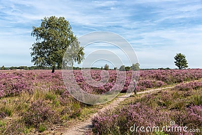 Veluwe hiking trail through Dutch blooming purple heath Stock Photo