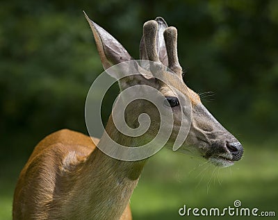 Velvet buck Stock Photo