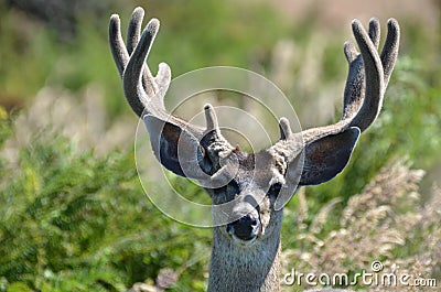 Velvet Buck Stock Photo