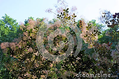 Velvet Cloak European Smoketree 823059 Stock Photo