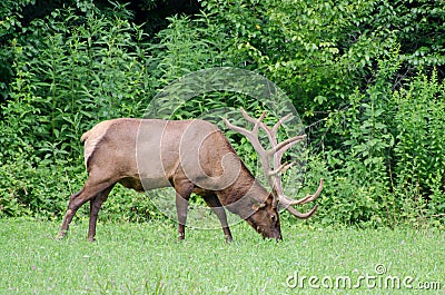 Velvet Elk Buck in Cades Cove GSMNP Stock Photo