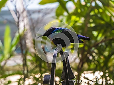 Nectarinia coccinigaster, Splendid sunbird, Velvet - purple Coronet in the London zoo. Stock Photo