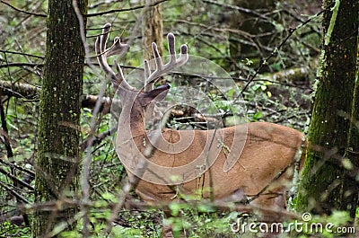 Velvet Whitetail Deer Buck in Cades Cove GSMNP Stock Photo