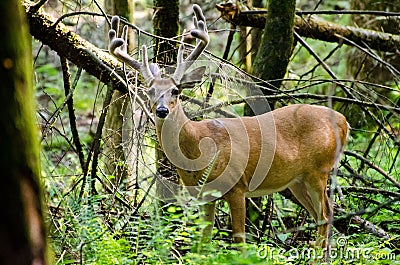 Velvet Whitetail Deer Buck in Cades Cove GSMNP Stock Photo