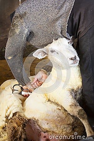 Venerable sheep shearer using hand tools in a Connecticut barn Stock Photo