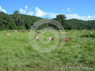 Venezuela, livestock Stock Photo