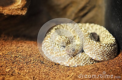 Venezuela rattle snake ( crotalus vegrandis ) Stock Photo