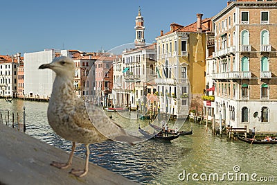 Seagull model posing on Ponte Rialto over Canal Grande in Venice, Italy Editorial Stock Photo