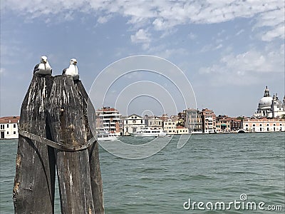 Venice love seagulls Editorial Stock Photo