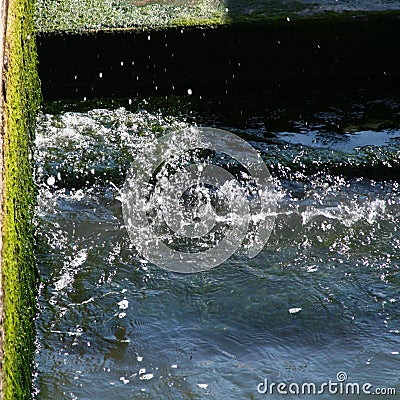 Venice, water and algae on the shore Stock Photo