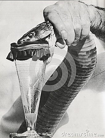 Venom extraction Stock Photo