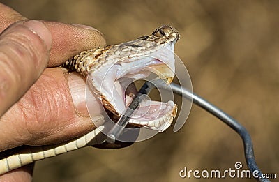 The venom and fangs of a venomous snake Stock Photo