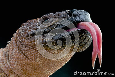 Venomous Beaded lizard / Heloderma horridum Stock Photo