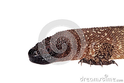 Venomous Beaded lizard isolated on white Stock Photo