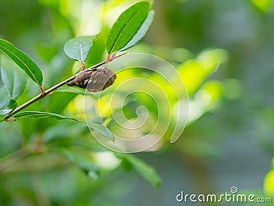 Venomous Puss Moth Caterpillar on Pomegranate Tree Stock Photo