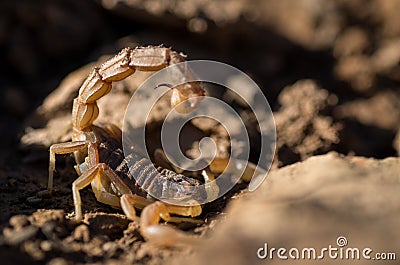 Scorpion Buthus ibericus, Portugal Stock Photo