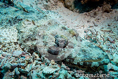 Venomous scorpion fish Stock Photo