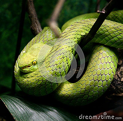 Venomous Snake Stock Photo