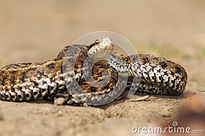 Venomous snake ready to attack Stock Photo