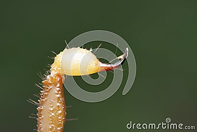 Venomous Sting of bulky forest scorpion, Heterometrus xanthopus Stock Photo