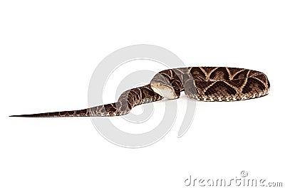 Venomous Terciopelo Pit Viper Snake Stock Photo