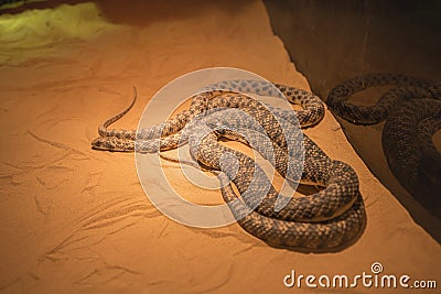 Venomous vipers bask under the rays of a lamp in a terrarium, narrow depth of focus. The concept of Serpentology Stock Photo