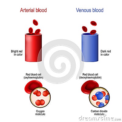 Venous and arterial blood. difference Vector Illustration