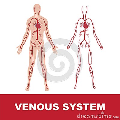 Venous system Vector Illustration