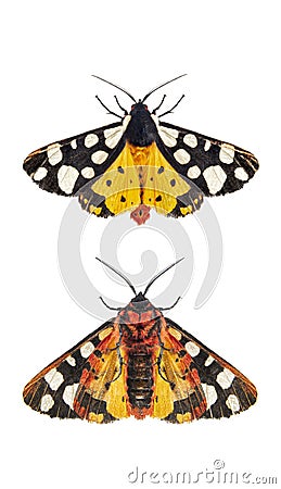 Ventral and dorsal side of a Cream-spot tiger moth wings open, Arctia villica, Erebidae family, isolated on white Stock Photo