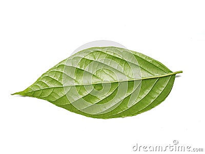 Ventral side of Ylang Ylang Leaf Tree Isolated on White Background Stock Photo