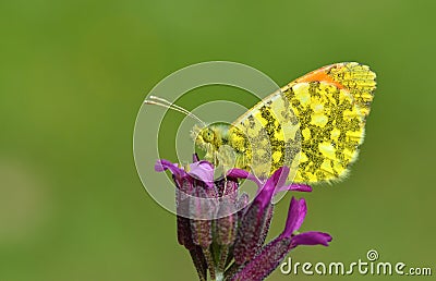 The eastern orange tip butterfly, Anthocharis damone , butterflies of Iran Stock Photo