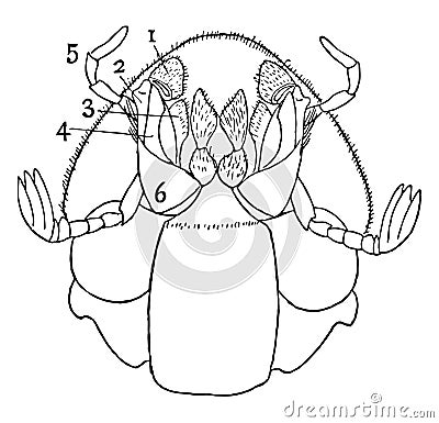 Ventral View of Dung Beetle, vintage illustration Vector Illustration