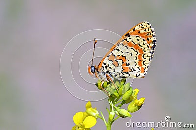 The Spotted Fritillary butterfly or Melitaea didyma Stock Photo