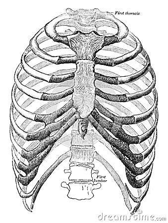 Ventral View of Thorax, vintage illustration Vector Illustration