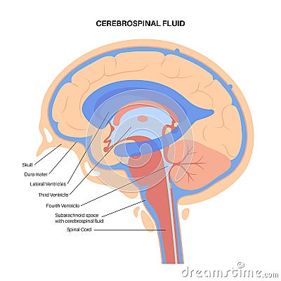 Ventricular system concept Vector Illustration