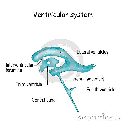 Cerebrospinal fluid and Ventricular system Vector Illustration